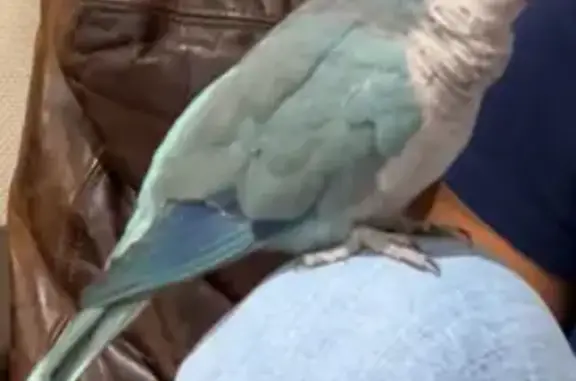 Lost Blue Quaker Parrot in Miami!