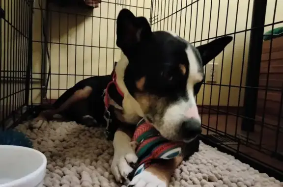 Tri-Color Dog Found: Neon Leash & Bandana