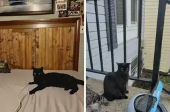 Lost Black Cat LILO: $500 Reward Offered