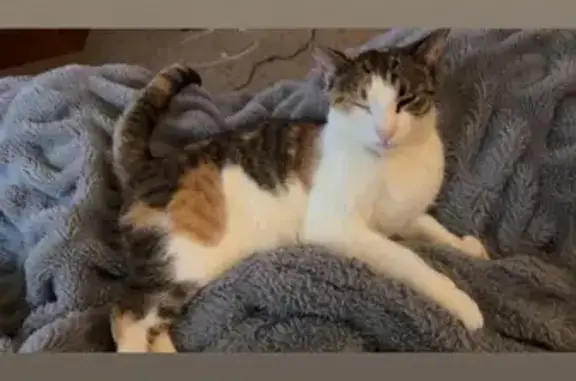 Help Find Honey Bun: Lost Cat in Clermont