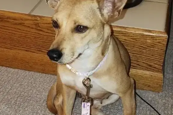 Lost Timid Dog: Caramel, Green Harness
