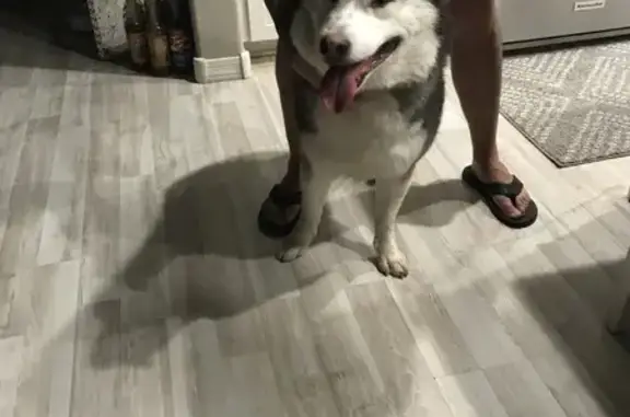 Found pets Arizona City, photo: Found Sweet Husky in Tucson - No Collar