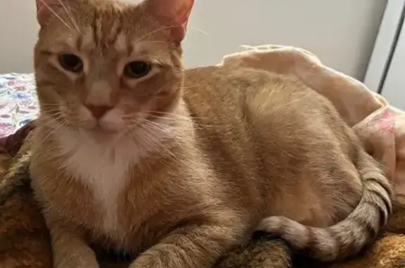Lost Sweet Orange Cat - Sheep Pasture Rd