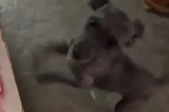 ¡Ayuda a Nito a volver a casa! 🐾