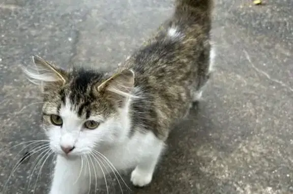 Found cat Lilburn, photo: Found: Black & White Cat on Whitted Way