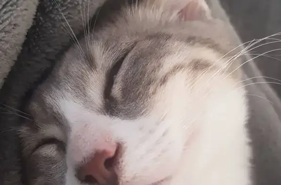 Chat perdu, gris tigré blanc à Étampes - photo