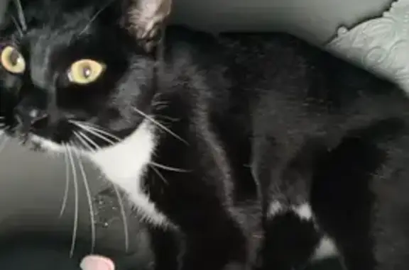 Lost Shy Cat on Ives Ave, Oxnard