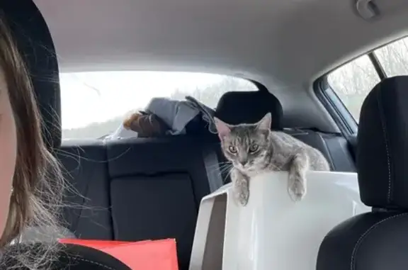 Missing cat Tulsa, photo: Lost Grey Tabby: Floral Collar & Chatty