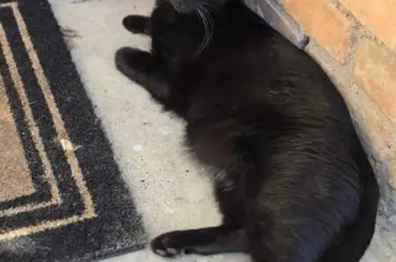 Lost Black Cat: Reward $1,000 in Arlington
