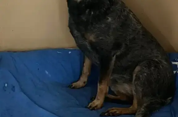 Lost Blue Heeler: Last Seen on 10/24/25