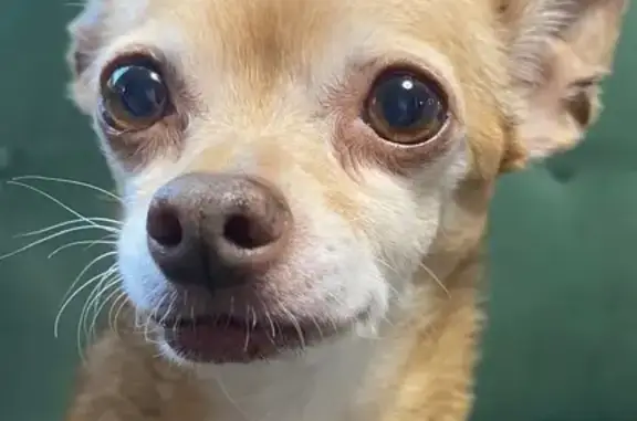 Perro perdido: color miel, necesita medicación