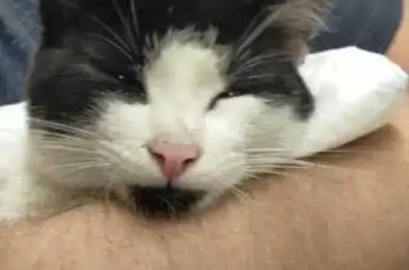 Gato encontrado Valencia, foto: Gatito Cariñoso Encontrado en València