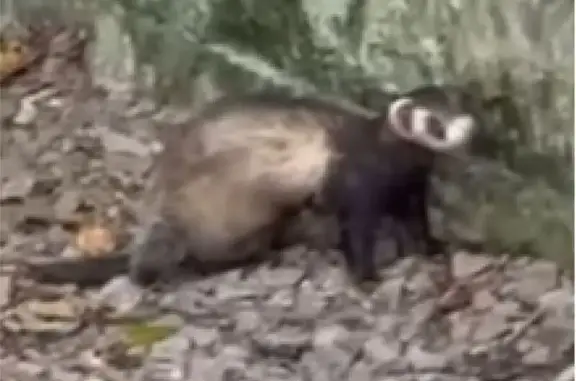 Lost pets , photo: Lost Ferret Spotted on Penarth Railway Path