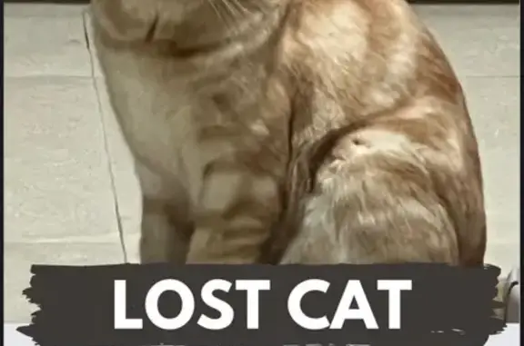 Lost White/Orange Cat in Pasir Ris 11