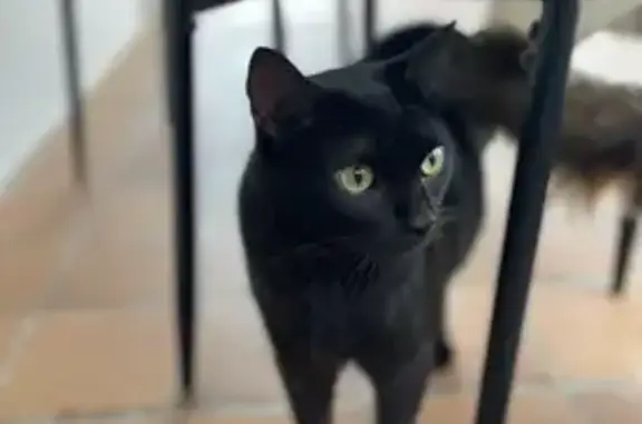 Gato Negro Perdido con Herida en Sant Celoni