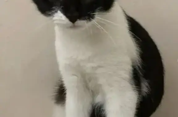 Зникла молода кішка: Солонка, Наварійська 37