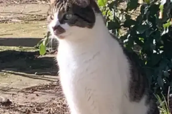 Chat perdu : tigré/blanc, pucé, Rue des Vignerons - photo