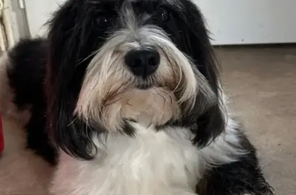 Chien perdu , photo : Chien perdu, Avenue Georges Brassens