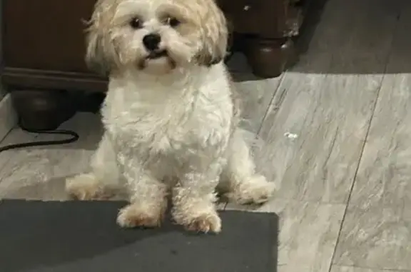 Lost: White Dog with Brown Spots, Houston