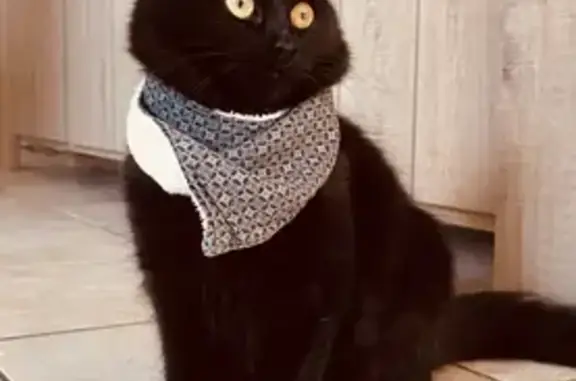 Chat perdu, , photo: Chatte noire perdue à Sèvremont