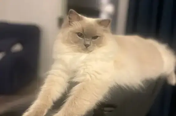 Lost Ragdoll Cat: White Fur, Blue Eyes