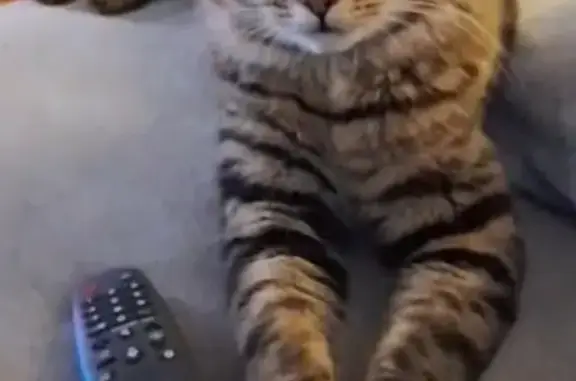 Lost Siberian Cat: Fluffy Tail, Clifton St