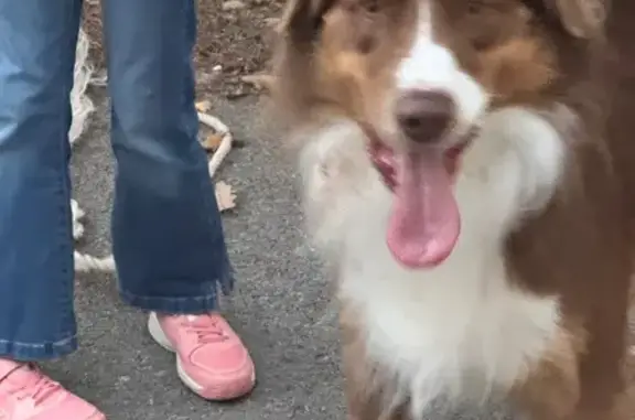 Animaux trouvés , photo: Chien marron et blanc trouvé à Peynier