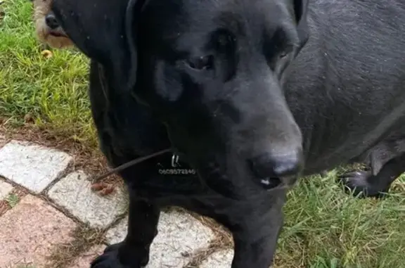 Chien perdu : Labrador noire Sandy, 4 ans - photo