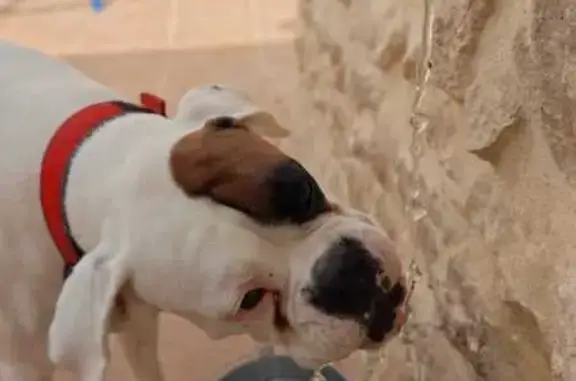 Perro Perdido en Partida Salin...