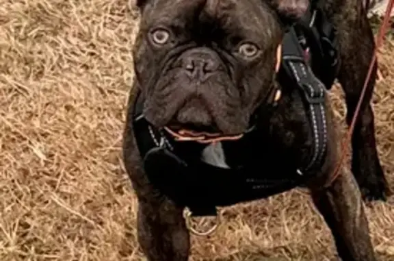 Animaux perdus , photo: Bouledogue noir perdu à Foulcrey