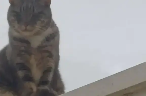 Lost pets Gawler, photo: Friendly Grey & White Cat Lost in Gawler