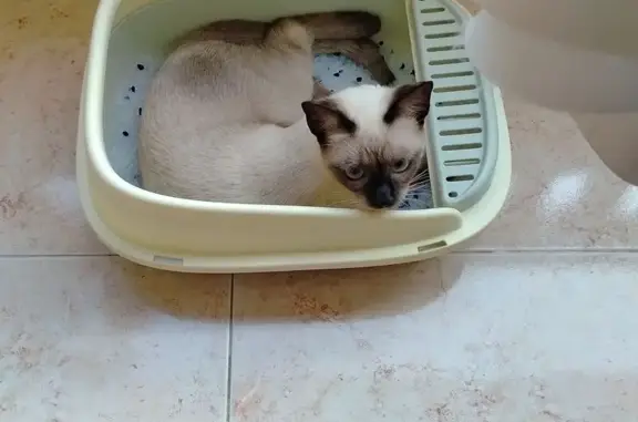 Se busca: Gata siamesa perdida en Torrevieja