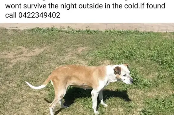 Lost Dog: White-Nosed Tan Pup...