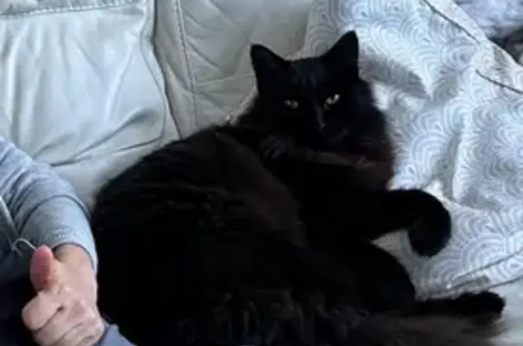 Chat perdu, Nevers, photo: Chat noir perdu, poil long, Nevers
