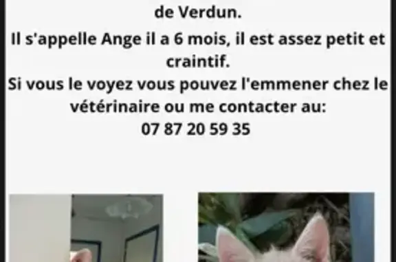 Chat perdu à Sète, trace rousse patte droite - photo