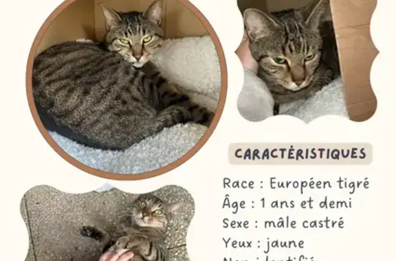Animaux trouvés Reims, photo: Chat sociable trouvé, Rue des Thiolettes