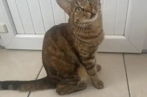 Chatte tigrée perdue à Tours - photo