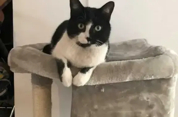 Chat perdu : Grand européen noir et blanc - photo
