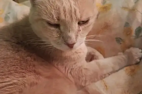 Chat beige crème perdu, yeux verts, soins urgents - photo