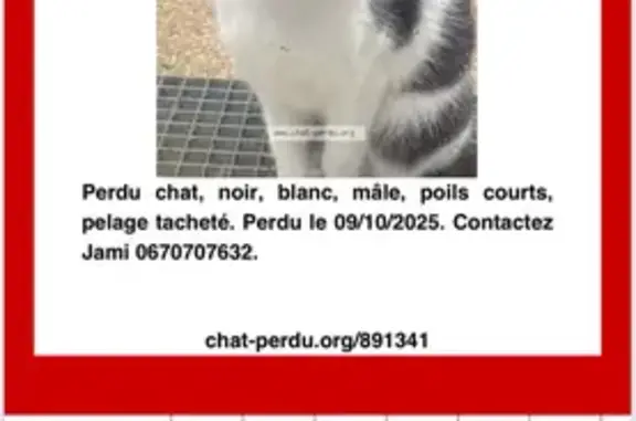 Chat perdu à Besançon, Bourgogne-Franche-Comté - photo