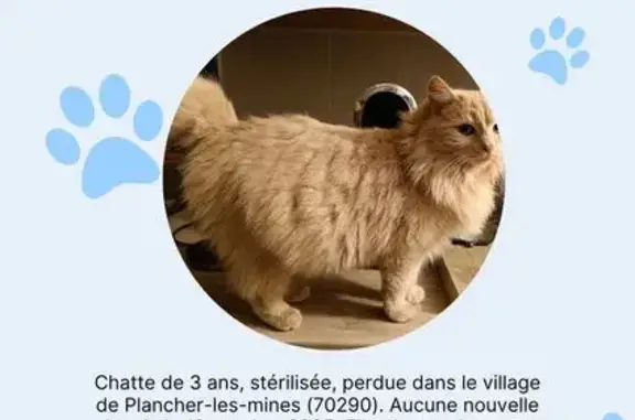 Chatte perdue sans queue à Plancher-les-Mines - photo