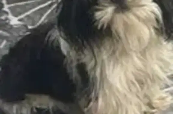 cachorro desaparecida