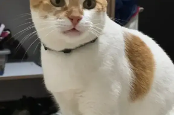 Se Busca: Gatita Blanca y Nara...