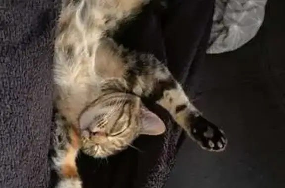 Chatte européenne 6 mois perdue à Meschers - photo