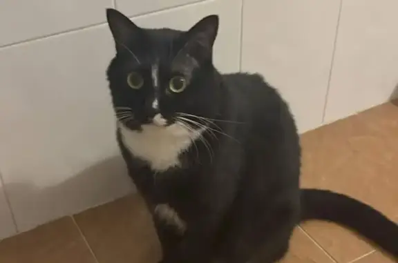 Lost Cat in Hougang Ave 5: Help Needed!