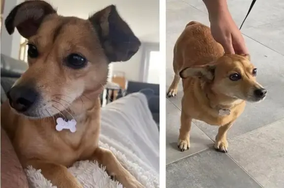 Chien perdue : Lady, Pinscher marron 10 ans - photo