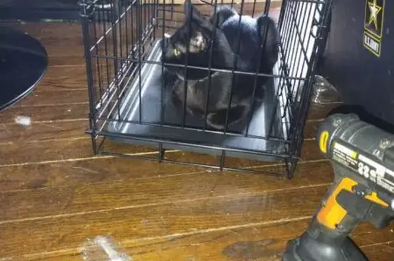 Lost Cat: White Hairs Found on N. 77th