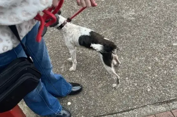 Found: Small Black & White Dog in Lake Macquarie