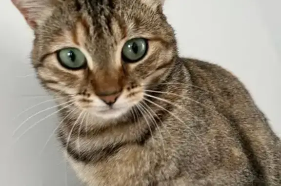 Chatte perdue à Ouistreham : Boubou, 2 ans - photo