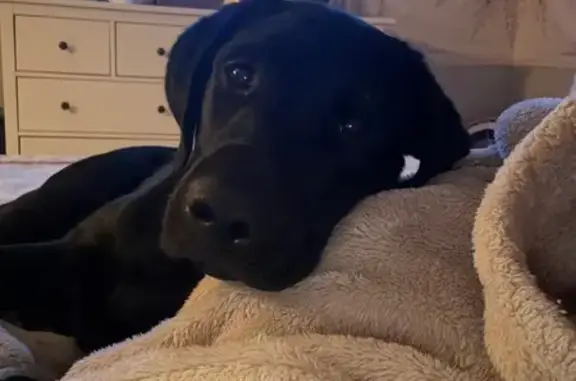 Lost Black Lab on Little Road, New Hanover